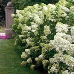 Hydrangea 'Limelight' Panicle Hydrangea -Park Seed® Shop 25895 4