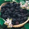 Rubus 'Triple Crown' Blackberry -Park Seed® Shop 25912