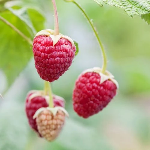 Rubus 'Willamette' Raspberry 3 Rubus 'Willamette' Raspberry