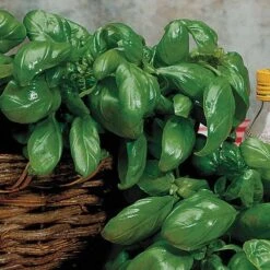 Ultimate Park Seed Veggie Pizza Garden Seed Collection -Park Seed® Shop 26249 2