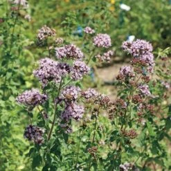 Ultimate Park Seed Veggie Pizza Garden Seed Collection -Park Seed® Shop 26249 3