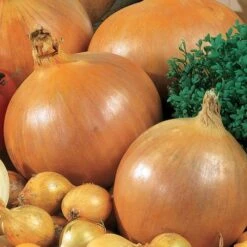 Ultimate Park Seed Veggie Pizza Garden Seed Collection -Park Seed® Shop 26249 4