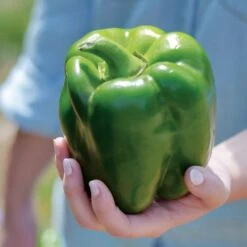 Ultimate Park Seed Veggie Pizza Garden Seed Collection -Park Seed® Shop 26249 5