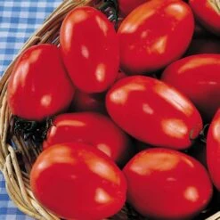 Ultimate Park Seed Veggie Pizza Garden Seed Collection -Park Seed® Shop 26249 6