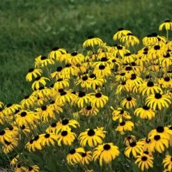 'American Gold Rush' Rudbeckia
