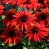 Echinacea Sombrero® Sangrita Red -Park Seed® Shop 26328