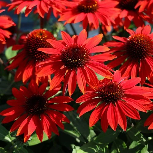 Echinacea Sombrero® Sangrita Red 3 Echinacea Sombrero® Sangrita Red