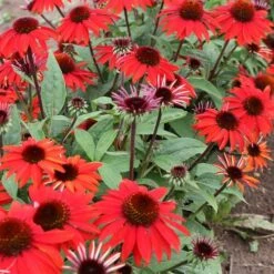 Echinacea Sombrero® Sangrita Red 6 Echinacea Sombrero® Sangrita Red -Park Seed® Shop 26328 1