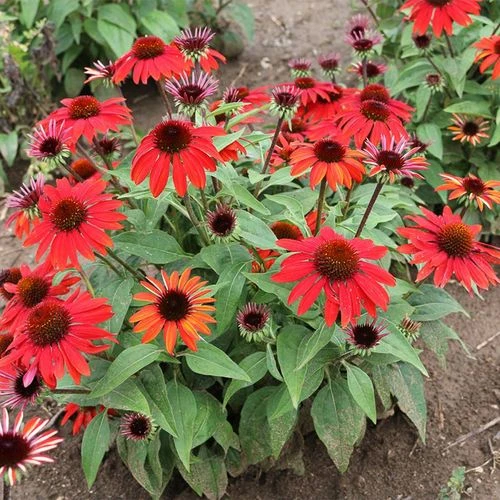 Echinacea Sombrero® Sangrita Red 5 Echinacea Sombrero® Sangrita Red - Image 3