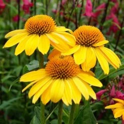 Echinacea Sombrero® Lemon Yellow Improved Coneflower