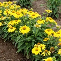 Echinacea Sombrero® Lemon Yellow Improved Coneflower -Park Seed® Shop 26329 2