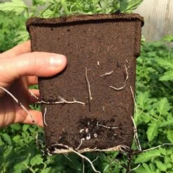 CowPots 4-inch Tall Biodegradable - Pack Of 22 -Park Seed® Shop 26416 PK 22 2