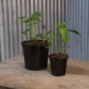 Nursery Pot Black - Gallon & Quart Combo -Park Seed® Shop 26428