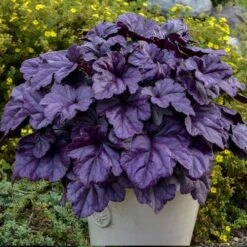 Heuchera Dolce® 'Wildberry'