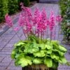 Heuchera 'Timeless Glow' -Park Seed® Shop 26496