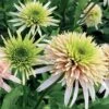 Echinacea Cone-fections™ 'Cherry Fluff' -Park Seed® Shop 26527