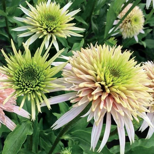 Echinacea Cone-fections™ 'Cherry Fluff' 3 Echinacea Cone-fections™ 'Cherry Fluff'