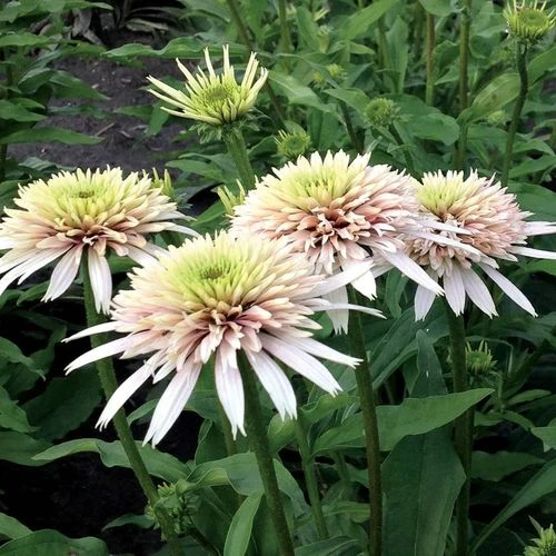 Echinacea Cone-fections™ 'Cherry Fluff' 4 Echinacea Cone-fections™ 'Cherry Fluff' - Image 2