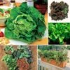 Best Lettuce Seed Collection 2 Best Lettuce Seed Collection -Park Seed® Shop 26733