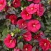 Hibiscus 'Mars Madness' Rose Mallow -Park Seed® Shop 27175