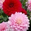 Naomi® And Prospero® Dahlia Mix Bulbs -Park Seed® Shop 27188 PK 2