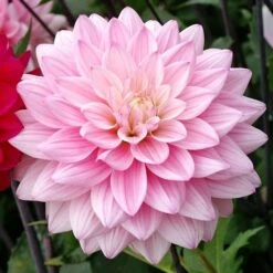 Naomi® And Prospero® Dahlia Mix Bulbs -Park Seed® Shop 27188 PK 2 2