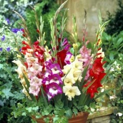 Glamini® Mixed Gladiolus Bulbs