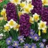 Spring Perfume Blend Bulbs -Park Seed® Shop 27282 pk 10