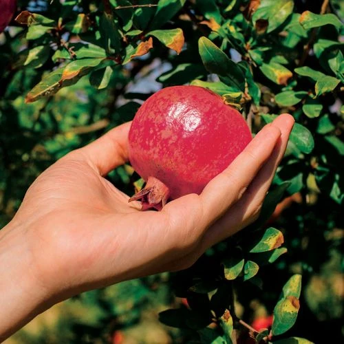 Punica 'Parfianka' Pomegranate 3 Punica 'Parfianka' Pomegranate