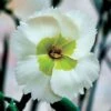 Dianthus American Pie® 'Key Lime Pie' -Park Seed® Shop 27323