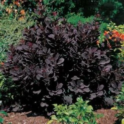 Cotinus 'Royal Purple'