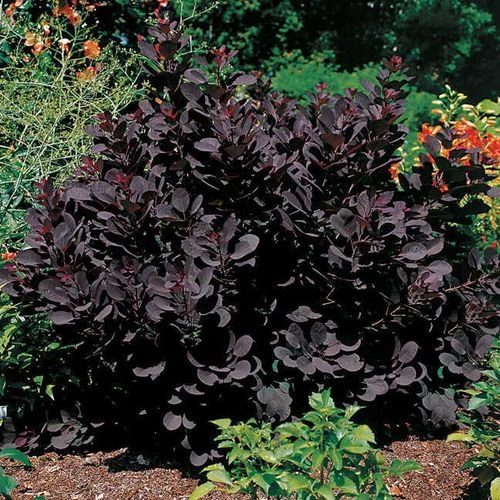 Cotinus 'Royal Purple' 3 Cotinus 'Royal Purple'