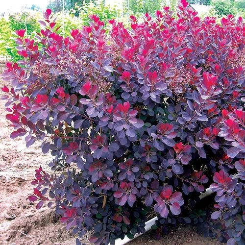 Cotinus 'Royal Purple' 4 Cotinus 'Royal Purple' - Image 2