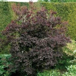 Cotinus 'Royal Purple' 8 Cotinus 'Royal Purple' -Park Seed® Shop 27464 2