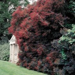 Cotinus 'Royal Purple' 9 Cotinus 'Royal Purple' -Park Seed® Shop 27464 3