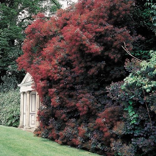 Cotinus 'Royal Purple' 6 Cotinus 'Royal Purple' - Image 4