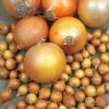 Patterson Onion Sets 2 Patterson Onion Sets -Park Seed® Shop 27538 PK 60