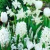 White Garden Bulb Collection -Park Seed® Shop 27758 PK 40