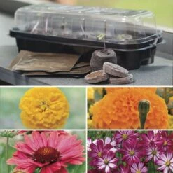 Park's Windowsill Flower Starter Kit