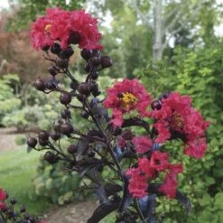 Lagerstroemia Center Stage™ Red