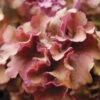 Huechera 'Frilly' -Park Seed® Shop 27921
