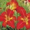 Hemerocallis 'Christmas Time' -Park Seed® Shop 27928