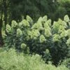 Hydrangea LIMELIGHT PRIME™