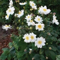 Anemone Fantasy™ Snow Angel -Park Seed® Shop 28136 2