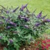 Pugster Blue® Butterfly Bush -Park Seed® Shop 28138