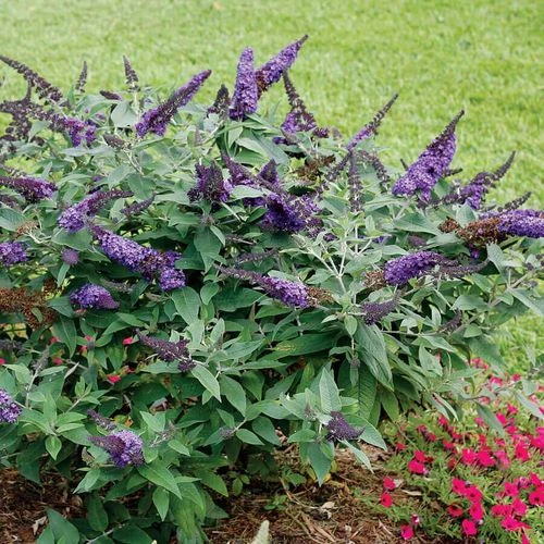 Pugster Blue® Butterfly Bush 3 Pugster Blue® Butterfly Bush