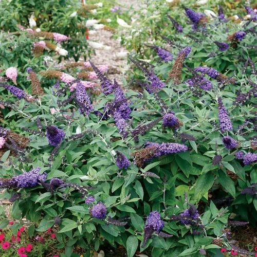 Pugster Blue® Butterfly Bush 4 Pugster Blue® Butterfly Bush - Image 2