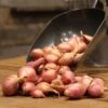 Nero Shallots Hybrid Onion Sets -Park Seed® Shop 28805 PK 80