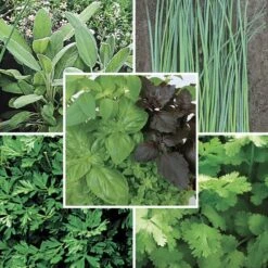 Park Seed Organic Herb Seed Collection