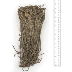 Asparagus Purple Passion -Park Seed® Shop 28874 PK 25 2